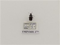 藏品(鞘翅目(1))的圖片